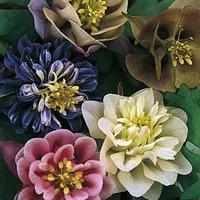 Aquilegia \'Sweet Rainbows\' - 1 packet (20 aquilegia seeds)