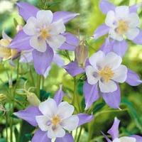 Aquilegia caerulea - 1 packet (100 aquilegia seeds)