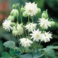 aquilegia x hybrida green apples 1 packet 20 aquilegia seeds