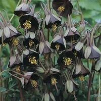 Aquilegia viridiflora \'Chocolate Soldier\' - 1 packet (20 aquilegia seeds)