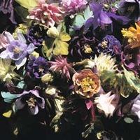 aquilegia x hybrida crown jewels mixed 1 packet 20 aquilegia seeds