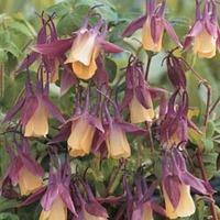 Aquilegia flabellata var. pumila f. kurilensis \'Rosea\' - 1 packet (30 aquilegia seeds)