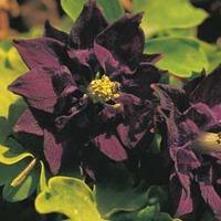 Aquilegia x hybrida \'Royal Purple\' - 1 packet (20 aquilegia seeds)