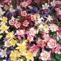 Aquilegia \'Swan Mixed\' - 6 aquilegia plug plants