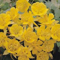 Aquilegia chrysantha \'Yellow Star\' (Large Plant) - 2 x 1 litre potted aquilegia plants