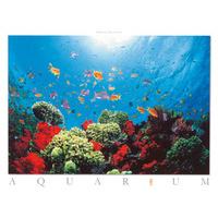 Aquarium By Federico Busonero