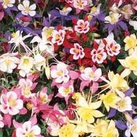 Aquilegia \'Swan Mixed\' - 6 aquilegia plug plants