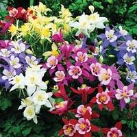 Aquilegia Origami Mixed 12 Large Plants