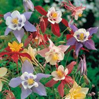 Aquilegia \'Pretty Bonnets Mix\' (Seeds) - 1 packet (190 aquilegia seeds)