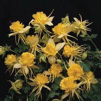 Aquilegia \'Sunshine\' (Seeds) - 1 packet (80 aquilegia seeds)