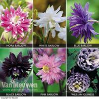 Aquilegia Collection - 6 aquilegia bare root plants - 1 of each variety