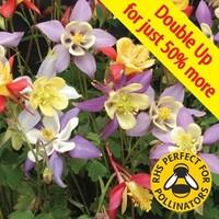 Aquilegia Mrs Scott Elliot 24 Ju...