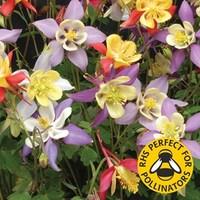 Aquilegia Mrs Scott Elliot 12 Ju...