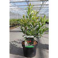 Arbutus unedo f. rubra (Large Plant) - 2 x 10 litre potted arbutus plants