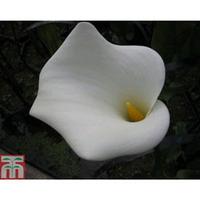 arum lily crowborough marginal aquatic 3 x 9cm potted zantedeschia pla ...