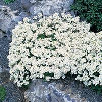 Arabis caucasica \'Snowcap\' (Large Plant) - 3 x 1 litre potted arabis plants