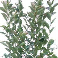 aronia melanocarpa hugin large plant 1 x 10 litre potted aronia plant