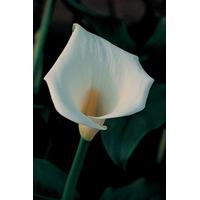 Arum Lily (Large Plant) - 1 x 3 litre potted arum lily plant