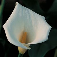 Arum Lily - 1 packet (20 arum seeds)