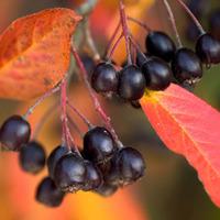 Aronia x prunifolia \'Brilliant\' (Large Plant) - 1 x 10.5cm potted aronia plant