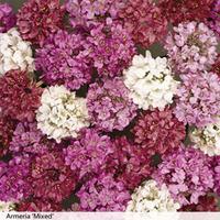 armeria mixed 6 armeria plug plants