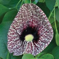 Aristolochia elegans - 1 x 9cm p...
