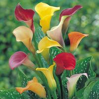 Arum Lily \'Spectrum Mixed\' - 5 arum lily rhizomes