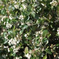 Aronia x prunifolia \'Viking\' (Large Plant) - 2 x 3.6 litre potted aronia plants