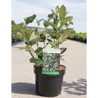 Aronia x prunifolia \'Aron\' (Large Plant) - 2 x 3.6 litre potted aronia plants