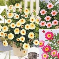 Argyranthemum Honeybees Collection 6 x 12cm pots