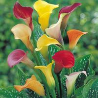 arum lily spectrum mixed 10 calla bulbs