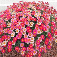 Argyranthemum \'Aramis Fire\' - 10 argyranthemum plug plants
