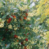 Arbutus unedo (Large Plant) - 2 arbutus plants in 3.5 litre pots