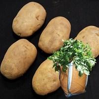 arran pilot seed potatoes 2kg plus 4 patio planters
