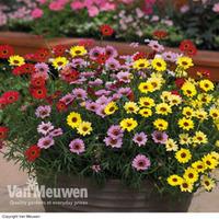 argyranthemum grandaisy mix 6 argyranthemum plug plants