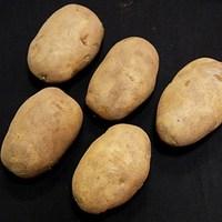 arran pilot seed potatoes 1kg