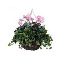 Artificial Plant Cyclamen Basket