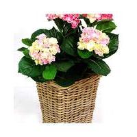 Artificial Plant Hydrangea In Rattan