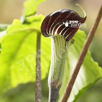 Arisaema speciosum 2 pack