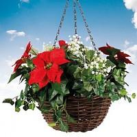 Artificial Poinsettia Hanging Basket