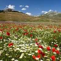 Aspects of Assisi Cycling