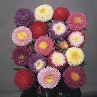 aster pompon splendid mixed 1 packet 250 aster seeds