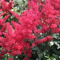 Astilbe japonica \'Montgomery\' (Large Plant) - 1 x 1 litre potted astilbe plant