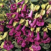 Asarina purpusii \'Victoria Falls\' - 1 packet (20 asarina seeds)