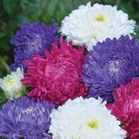 Aster \'Milady Mixed\' - 1 packet (150 aster seeds)