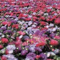 aster starlight mixed 1 packet 150 aster seeds