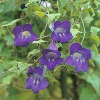 Asarina scandens \'Jewel Mixed\' - 1 packet (30 asarina seeds)