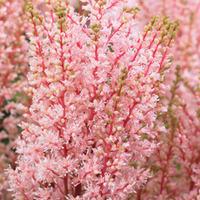 Astilbe x arendsii \'Look at Me\' - 3 bare root astilbe plants
