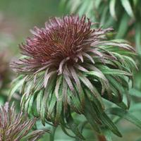 Aster \'Ann Leys\' - 2 bare root aster plants