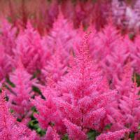 Astilbe japonica \'Elisabeth van Veen\' (Large Plant) - 1 x 3.5 litre potted astilbe plant